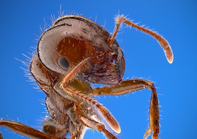 5 סיבות להיפטר מהנמלים בבית ומהר